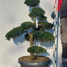 Ilex crenata, Gartenbonsai NPriN15 - 90