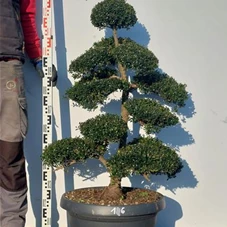 Ilex crenata, Gartenbonsai NPriN16 - 100