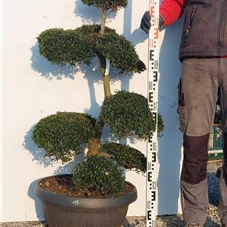 Ilex crenata, Gartenbonsai NPriN17 - 100