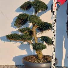 Ilex crenata, Gartenbonsai NPriN18 - 100