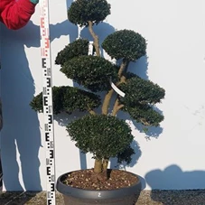 Ilex crenata, Gartenbonsai NPriN2 - 100