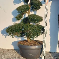 Ilex crenata, Gartenbonsai NPriN20 - 100