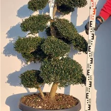 Ilex crenata, Gartenbonsai NPriN22 - 100