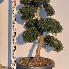 Ilex crenata, Gartenbonsai NPriN23 - 100