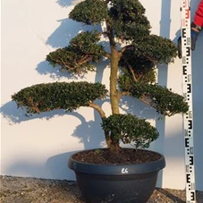 Ilex crenata, Gartenbonsai NPriN26 - 100