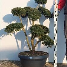 Ilex crenata, Gartenbonsai NPriN27 - 90