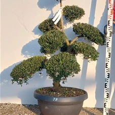 Ilex crenata, Gartenbonsai NPriN28 - 100