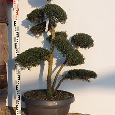 Ilex crenata, Gartenbonsai NPriN29 - 100