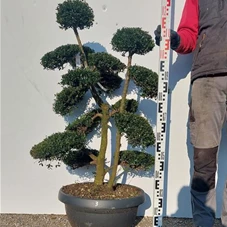 Ilex crenata, Gartenbonsai NPriN3 - 100