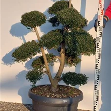 Ilex crenata, Gartenbonsai NPriN30 - 100