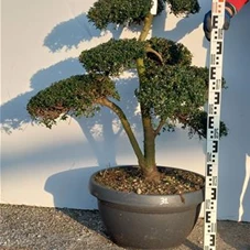 Ilex crenata, Gartenbonsai NPriN31 - 100