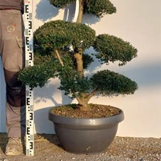 Ilex crenata, Gartenbonsai NPriN32 - 100