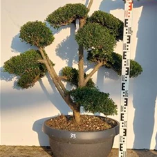 Ilex crenata, Gartenbonsai NPriN33 - 100