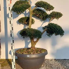 Ilex crenata, Gartenbonsai NPriN34 - 100