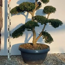 Ilex crenata, Gartenbonsai NPriN35 - 100