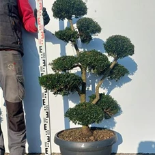 Ilex crenata, Gartenbonsai NPriN4 - 100