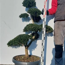 Ilex crenata, Gartenbonsai NPriN5 - 100