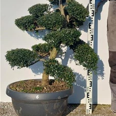 Ilex crenata, Gartenbonsai NPriN6 - 100