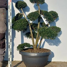 Ilex crenata, Gartenbonsai NPriN7 - 90