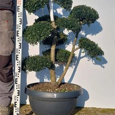 Ilex crenata, Gartenbonsai NPriN9 - 90