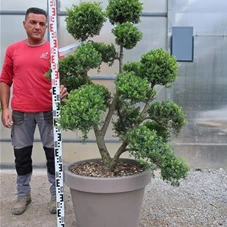 Ilex crenata, Gartenbonsai F30n18 - 110