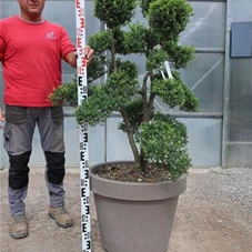 Ilex crenata, Gartenbonsai F30n24 - 110