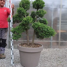 Ilex crenata, Gartenbonsai F30n29 - 110