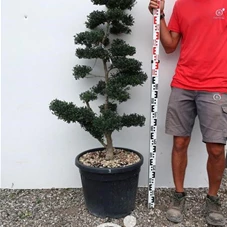 Ilex crenata, Gartenbonsai M17n3 - 120