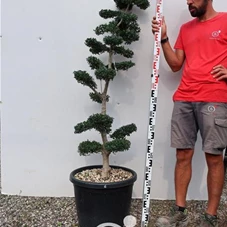 Ilex crenata, Gartenbonsai M17n6 - 150