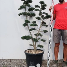 Ilex crenata, Gartenbonsai M17n7 - 130