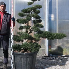 Ilex crenata, Gartenbonsai T16G - 140