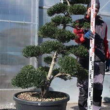 Ilex crenata, Gartenbonsai T16H - 150