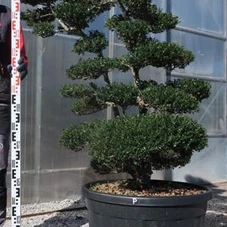 Ilex crenata, Gartenbonsai T16P - 150