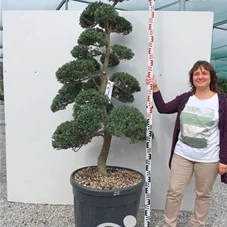 Ilex crenata, Gartenbonsai T71n22 - 160