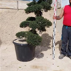 Ilex crenata, Gartenbonsai T14n6 - 150