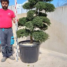 Ilex crenata, Gartenbonsai T14n9 - 140