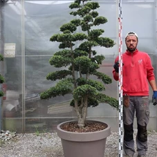 Ilex crenata, Gartenbonsai TFn37 - 190