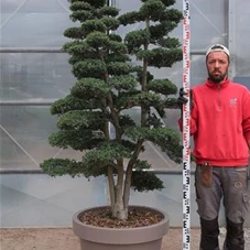 Ilex crenata, Gartenbonsai TFn39 - 190