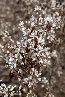 Kupfer-Felsenbirne - Amelanchier lamarckii - Wildgehölze