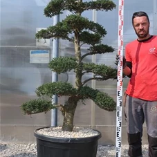 Ilex crenata, Gartenbonsai M31n3 - 170