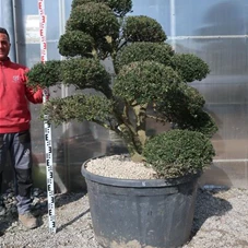 Ilex crenata, Gartenbonsai M5B - 140