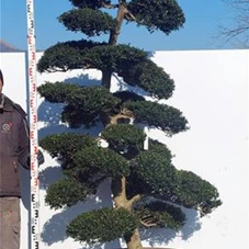 Ilex crenata, Gartenbonsai NPriN4 - 230