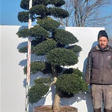 Ilex crenata, Gartenbonsai NPriN6 - 220