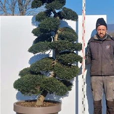 Ilex crenata, Gartenbonsai NPriN8 - 200