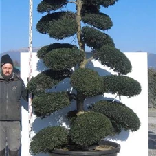 Ilex crenata, Gartenbonsai NPriA - 280