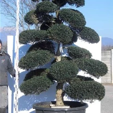 Ilex crenata, Gartenbonsai NPriC - 270