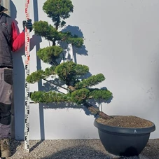 Juniperus chin.'Kaizuka', Gartenbonsai NPbpA - 120