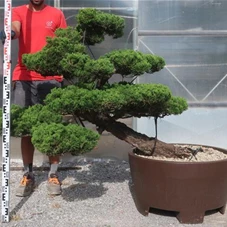 Juniperus chin.'Kaizuka', Gartenbonsai NPn1 - 110