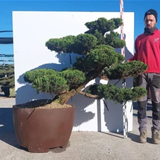 Juniperus chin.'Kaizuka', Gartenbonsai NPn7 - 120