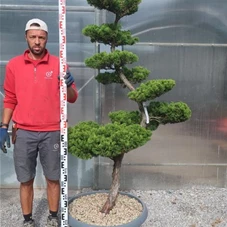 Juniperus chinensis, Gartenbonsai NPbkN11 - 180